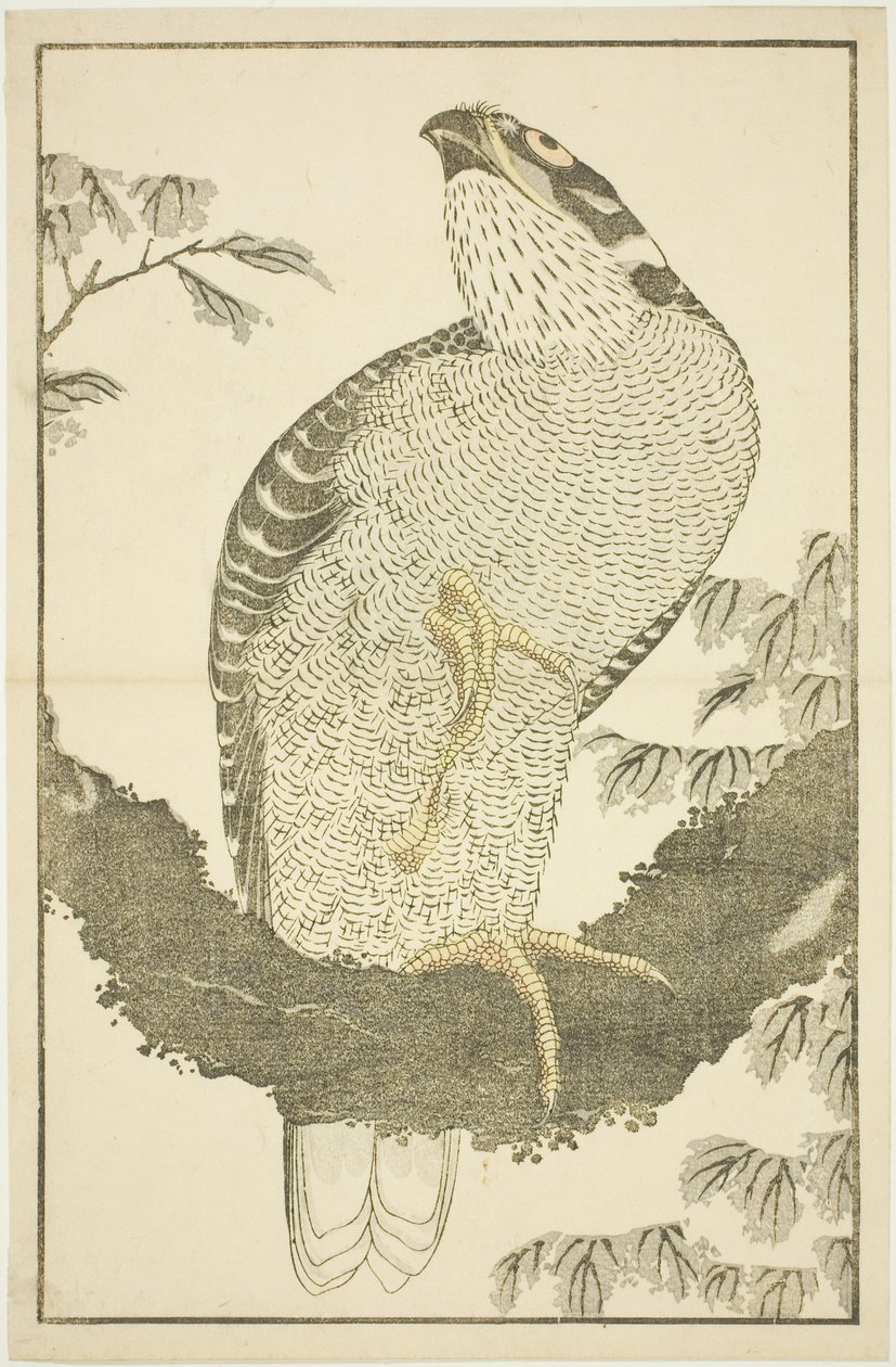 هوك ، من الكتاب المصور للوحات الواقعية لهوكوساي (Hokusai shashin gafu) بواسطة كاتسوشيكا هوكوساي