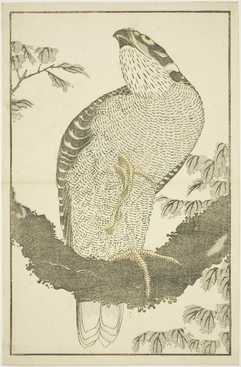 هوك ، من الكتاب المصور للوحات الواقعية لهوكوساي (Hokusai shashin gafu) بواسطة كاتسوشيكا هوكوساي