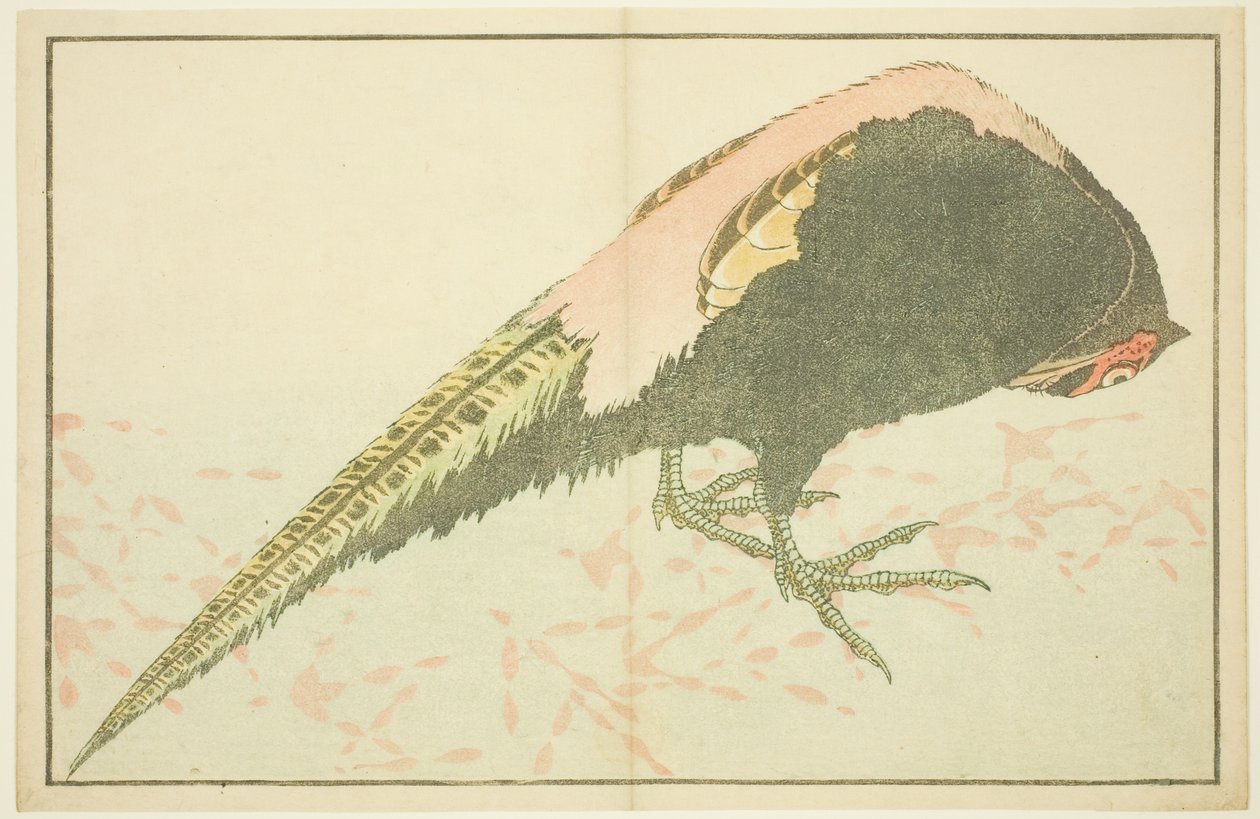 ذكر الدراج ، من الكتاب المصور للوحات الواقعية لهوكوساي (Hokusai shashin gafu) بواسطة كاتسوشيكا هوكوساي