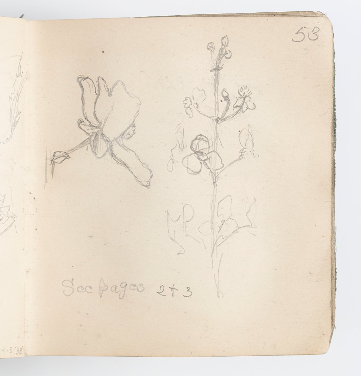 صفحة كراسة الرسم: Sketch of Flower بواسطة كينيون كوكس
