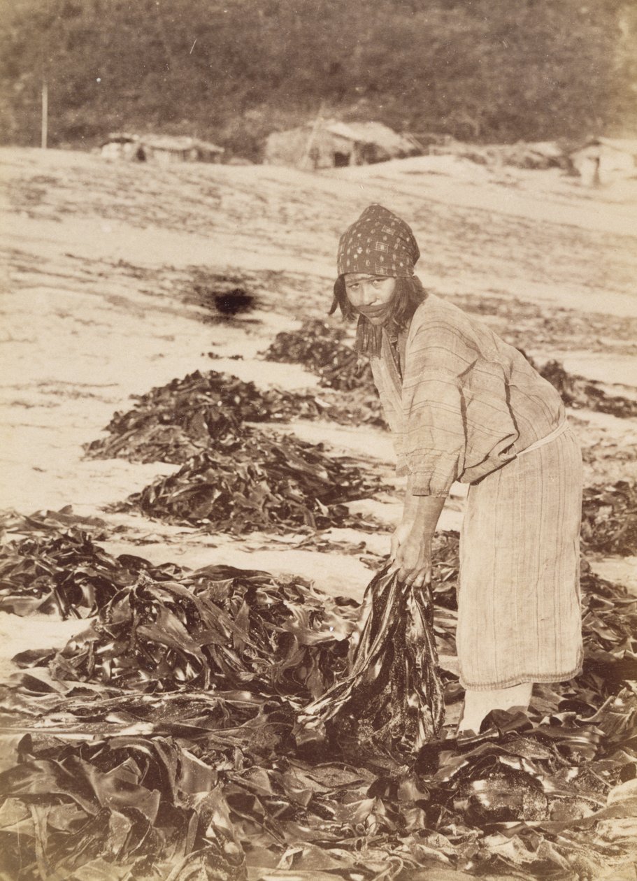 امرأة من عينو تحصد الأعشاب البحرية ، حوالي 1900 (طباعة فضية زلالية) بواسطة كنزو تاموتو