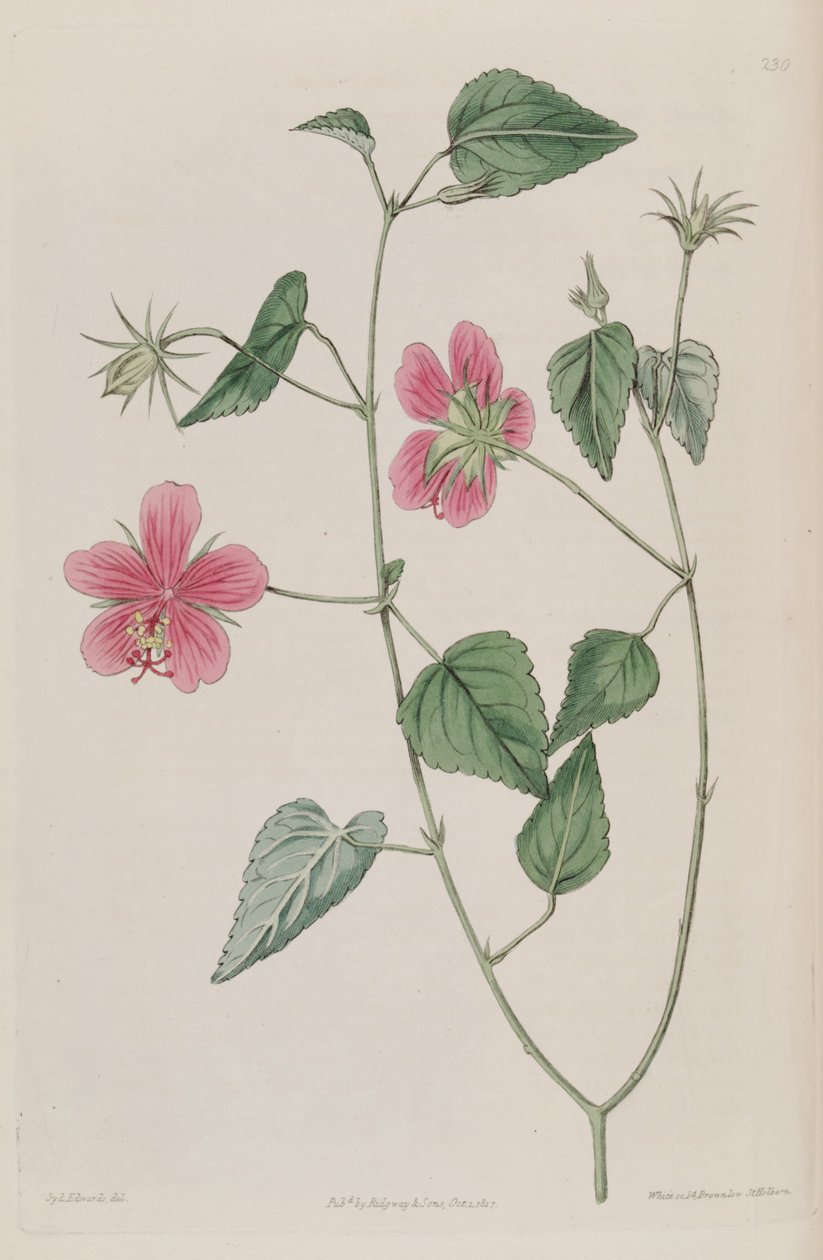 Hibiscus_phoeniceus بواسطة كير جولر