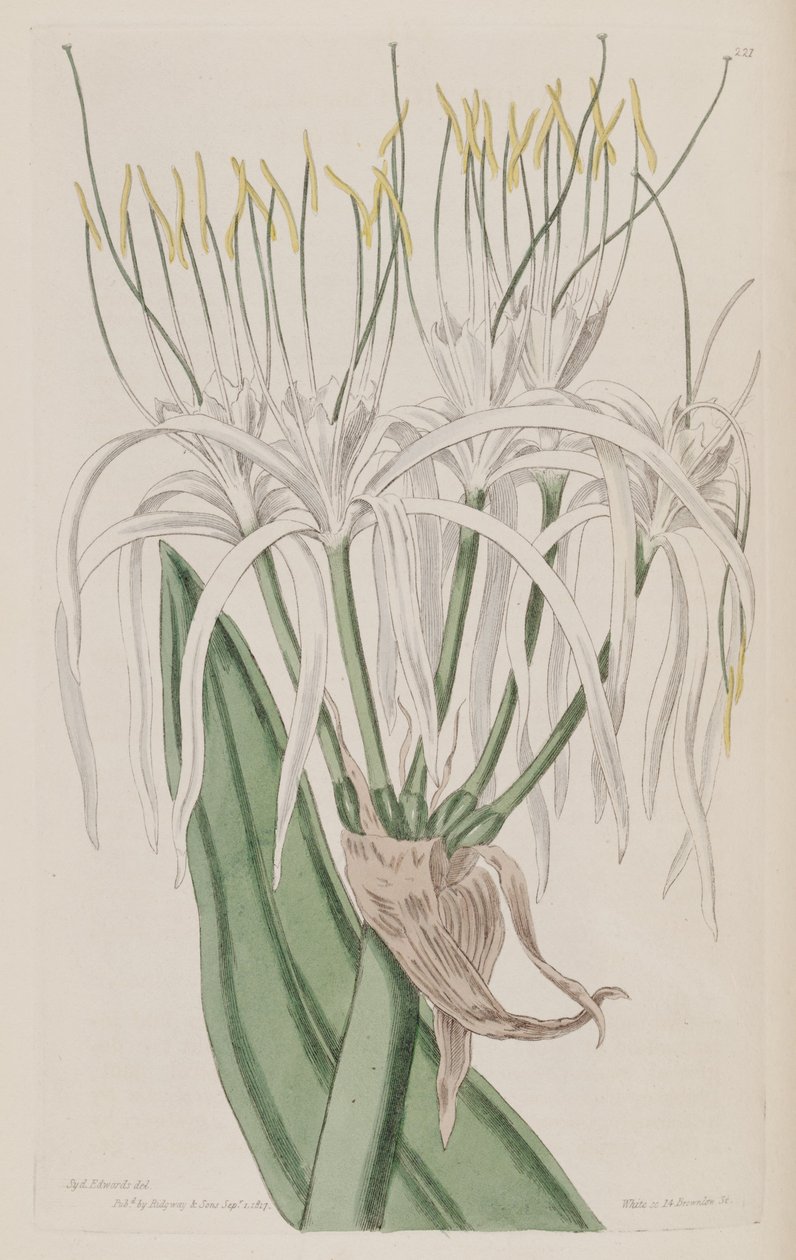Hymenocallis caribaea بواسطة كير جولر