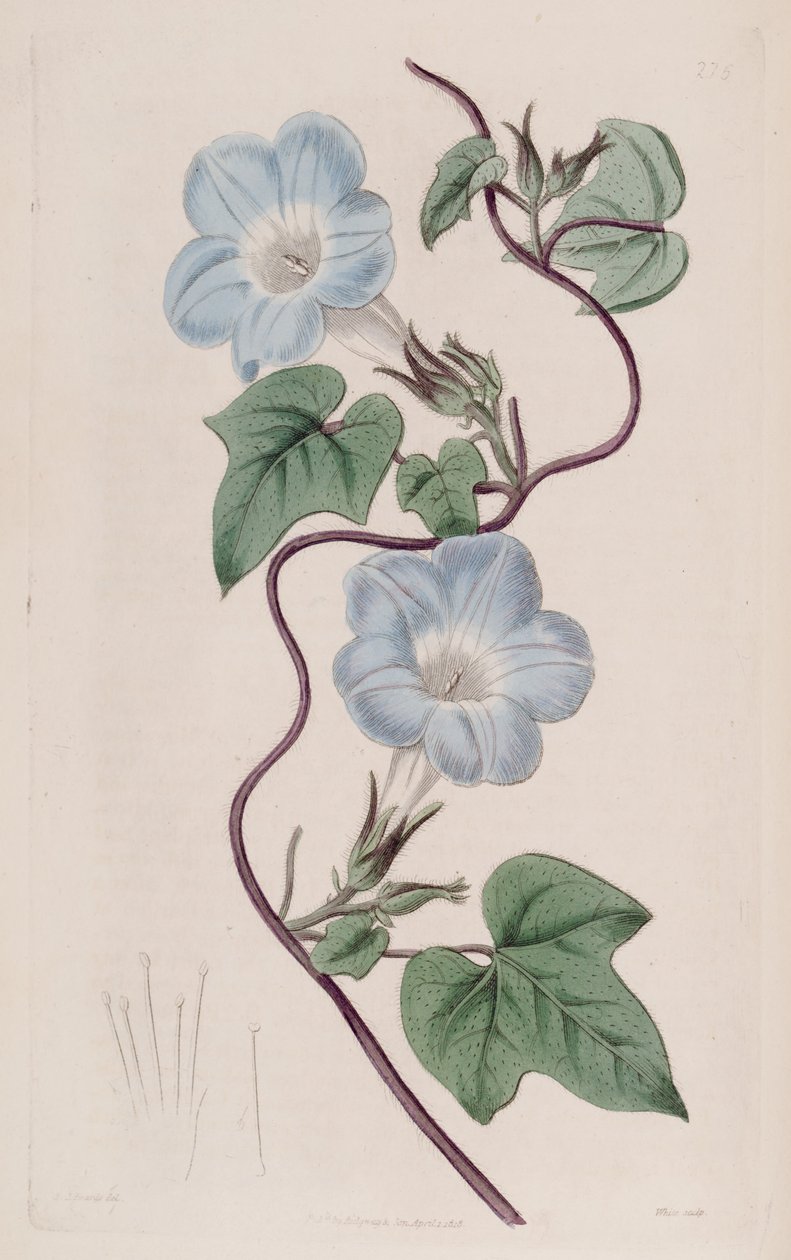 Ipomoea hederacea بواسطة كير جولر