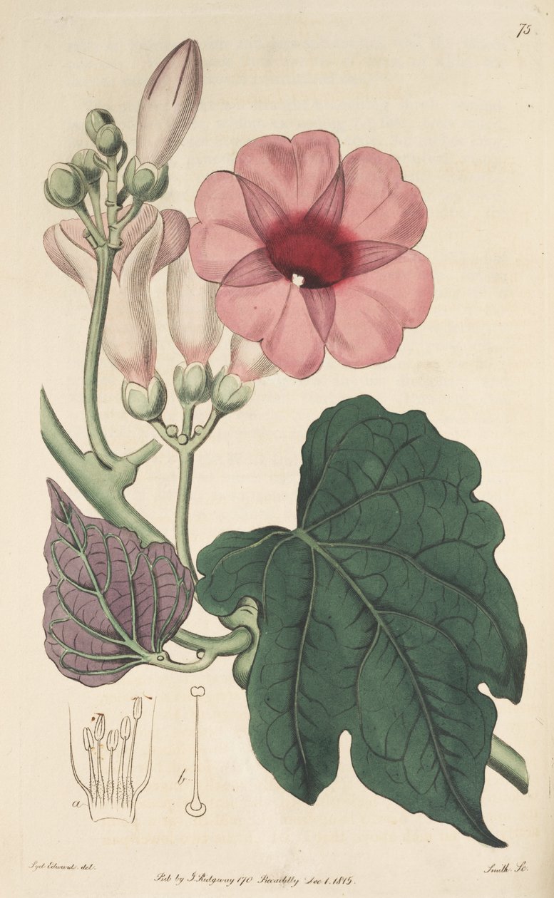 Ipomoea mauritiana بواسطة كير جولر