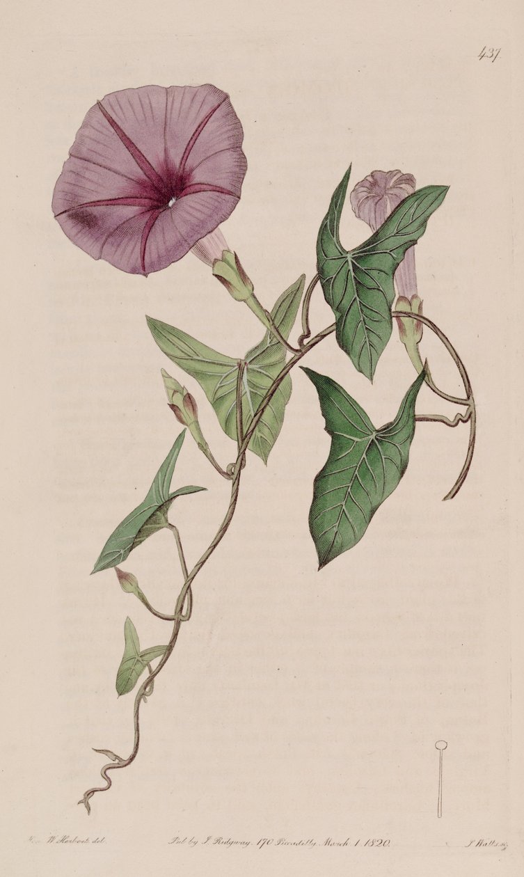 Ipomoea sagittata بواسطة كير جولر