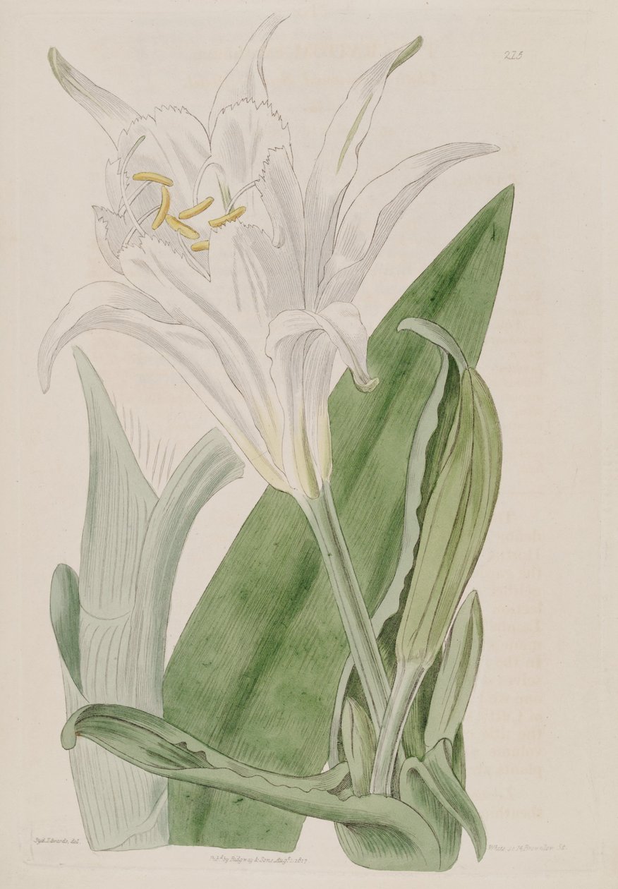 Ismene narcissiflora بواسطة كير جولر