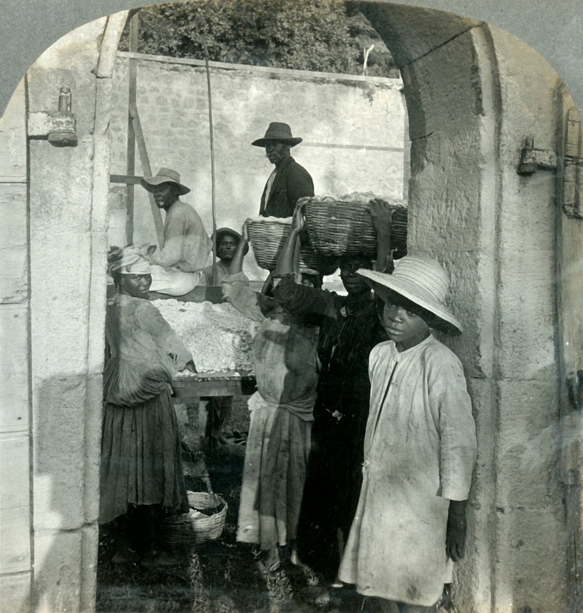 الكاكاو الطازج من القرون ، دومينيكا ، BWI ، 1893. بواسطة شركة كيستون فيو