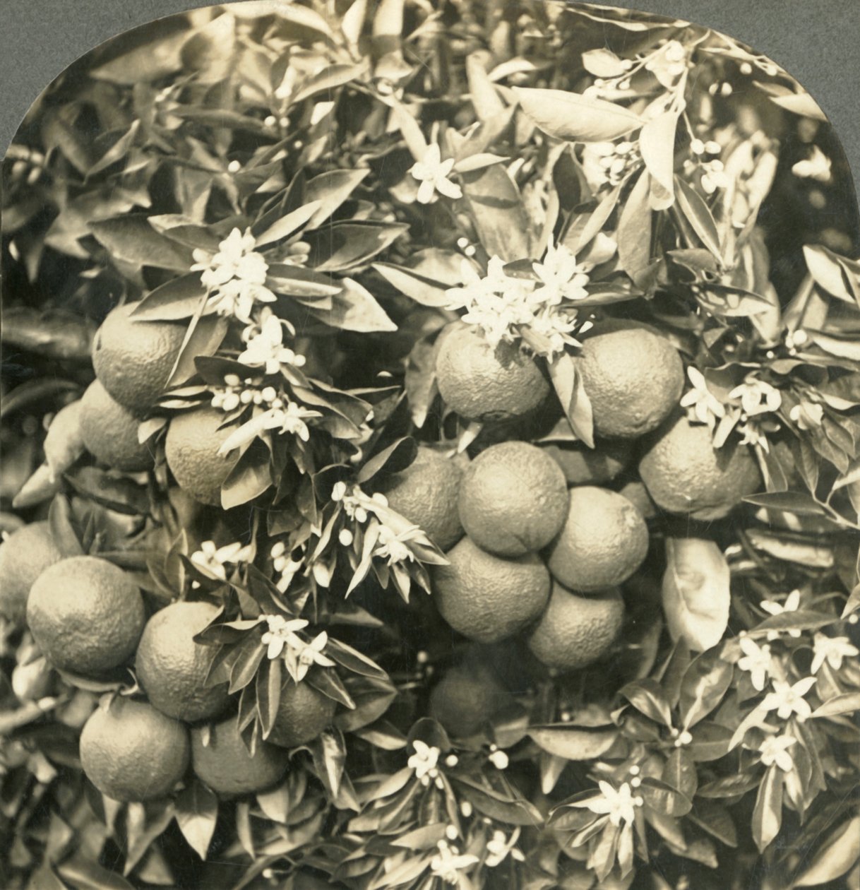 أزهار البرتقال والبرتقال الناضج ينمو على الشجرة نفسها ، كاليفورنيا ، c1900. بواسطة شركة كيستون فيو