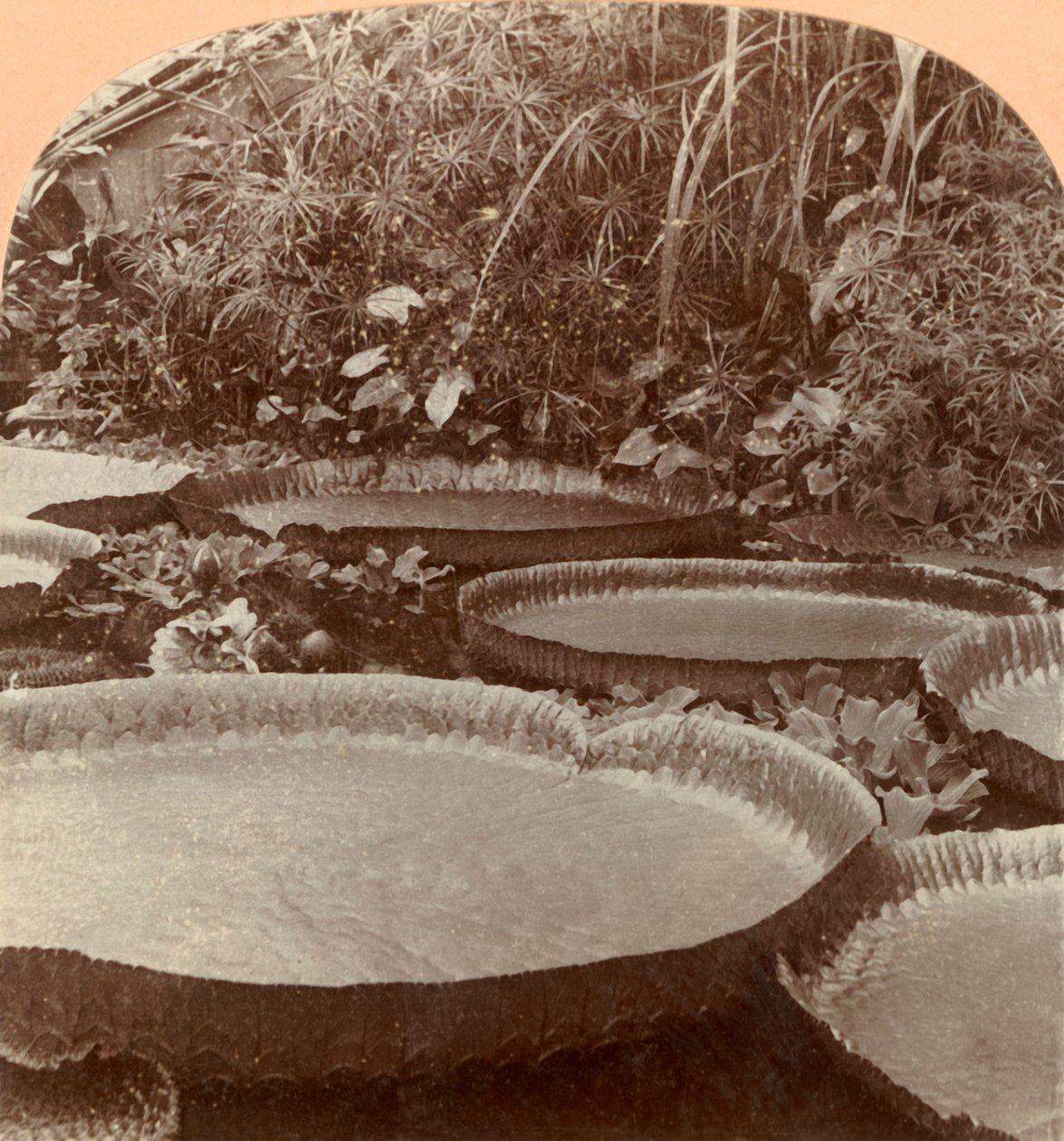 Thureza Lily ، الحديقة النباتية ، هامبورغ ، ألمانيا ، 1895. بواسطة شركة كيستون فيو