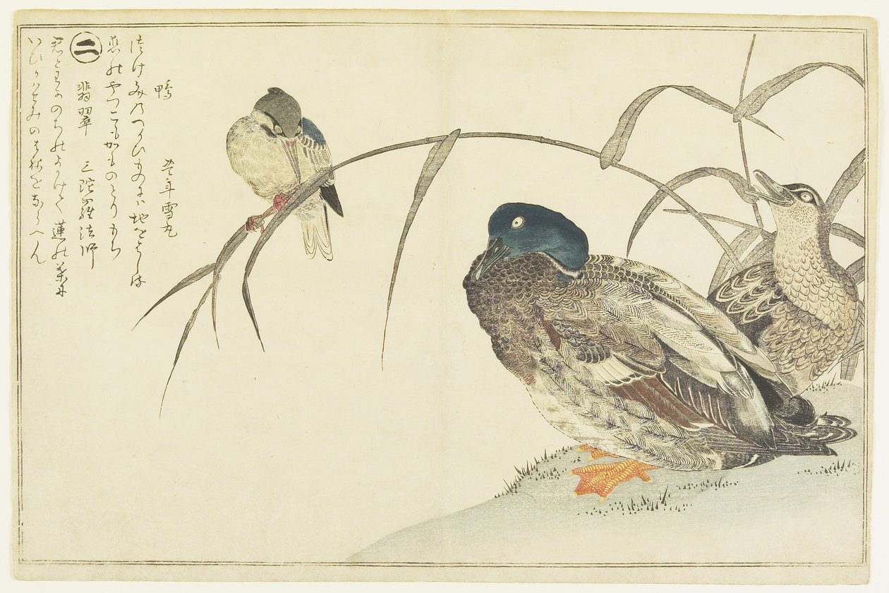 مالاردز و Kingfisher ، 1790 بواسطة كيتاجاوا أوتامارو