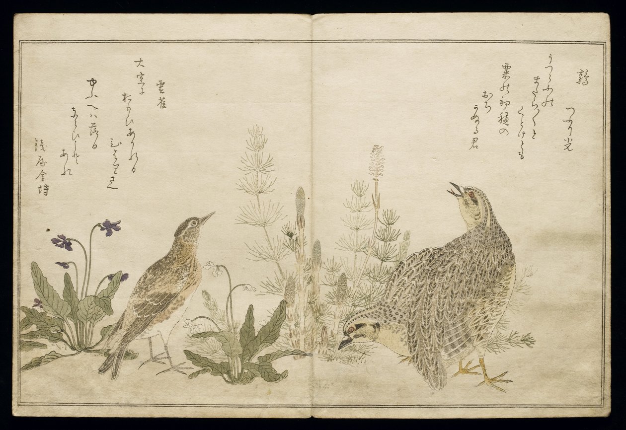 ص.332-1946 Vol.1 f.1 زوج من السمان والأعشاب على اليمين و Skylark وسط الأعشاب على اليسار ، من ألبوم "Birds مقارنة بأغاني ساخرة" ، 1791 (طبعة خشبية ملونة) بواسطة كيتاجاوا أوتامارو