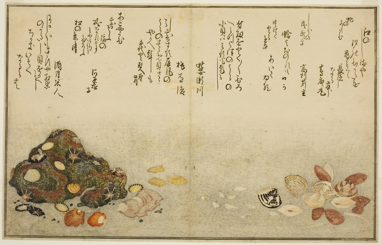 Ashi-gai و hamaguri و ko-gai و suzume-gai و akoya-gai و katashi-gai ، من الكتاب المصور "هدايا من إيب تايد (Shiohi no tsuto)" بواسطة كيتاجاوا أوتامارو