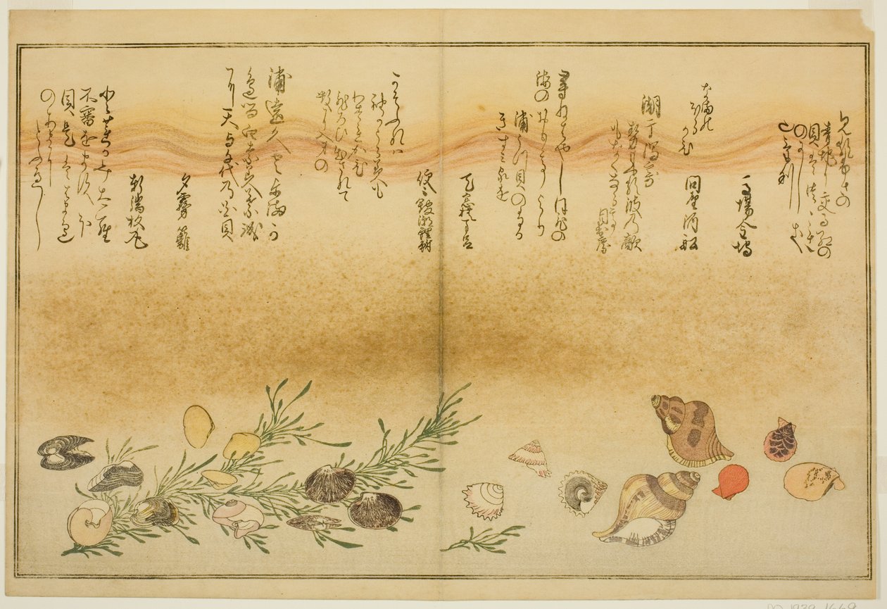 Beni-gai و hora-gai و urauzu-gai و wasure-gai و chiyonohana-gai و masuho-gai ، من الكتاب المصور "هدايا من إيب تايد (Shiohi no tsuto)" بواسطة كيتاجاوا أوتامارو