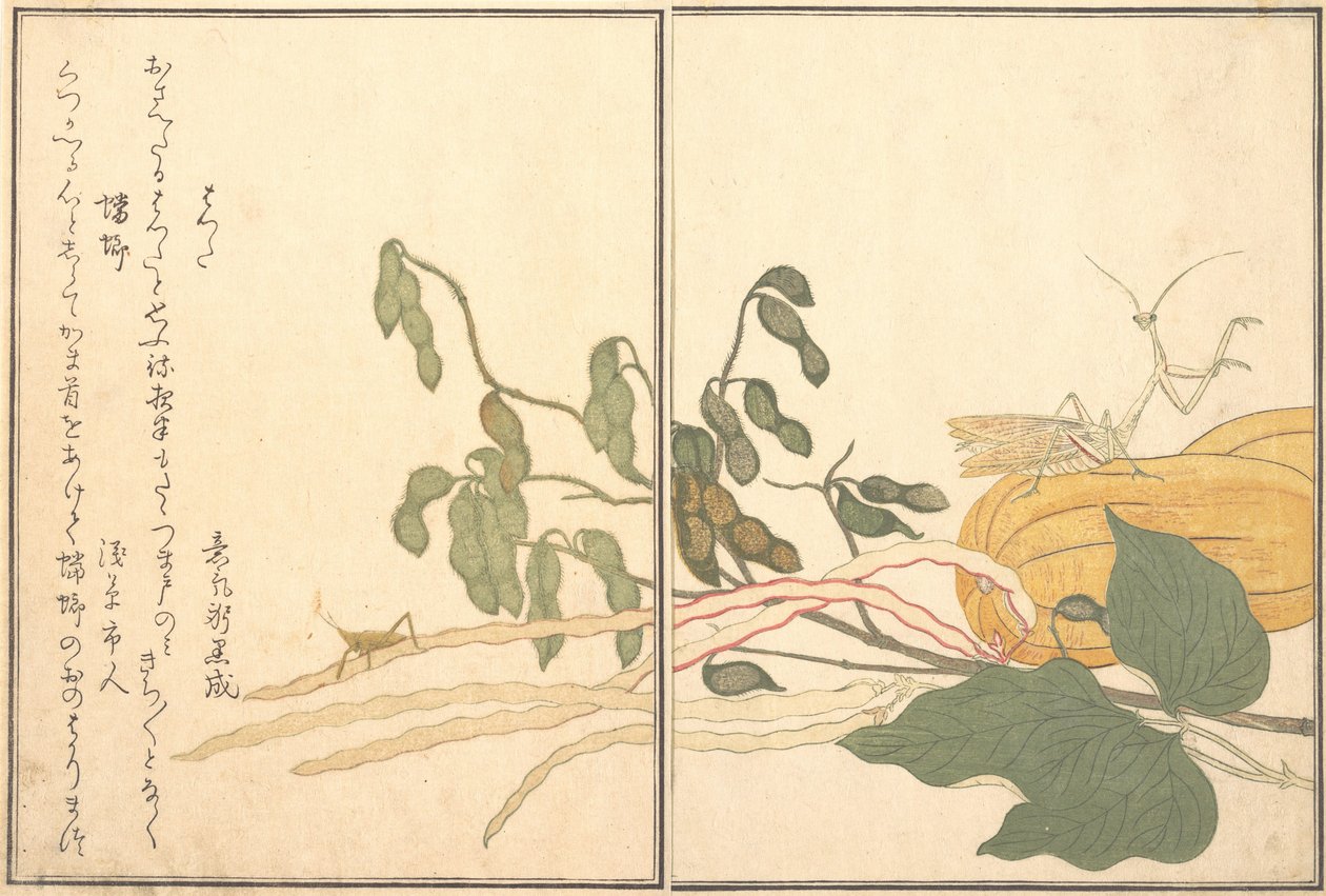جندب أو جراد مخروطي الرأس ، باتا ، فرس النبي تورو أو كاماكيري ... ، 1788. بواسطة كيتاجاوا أوتامارو