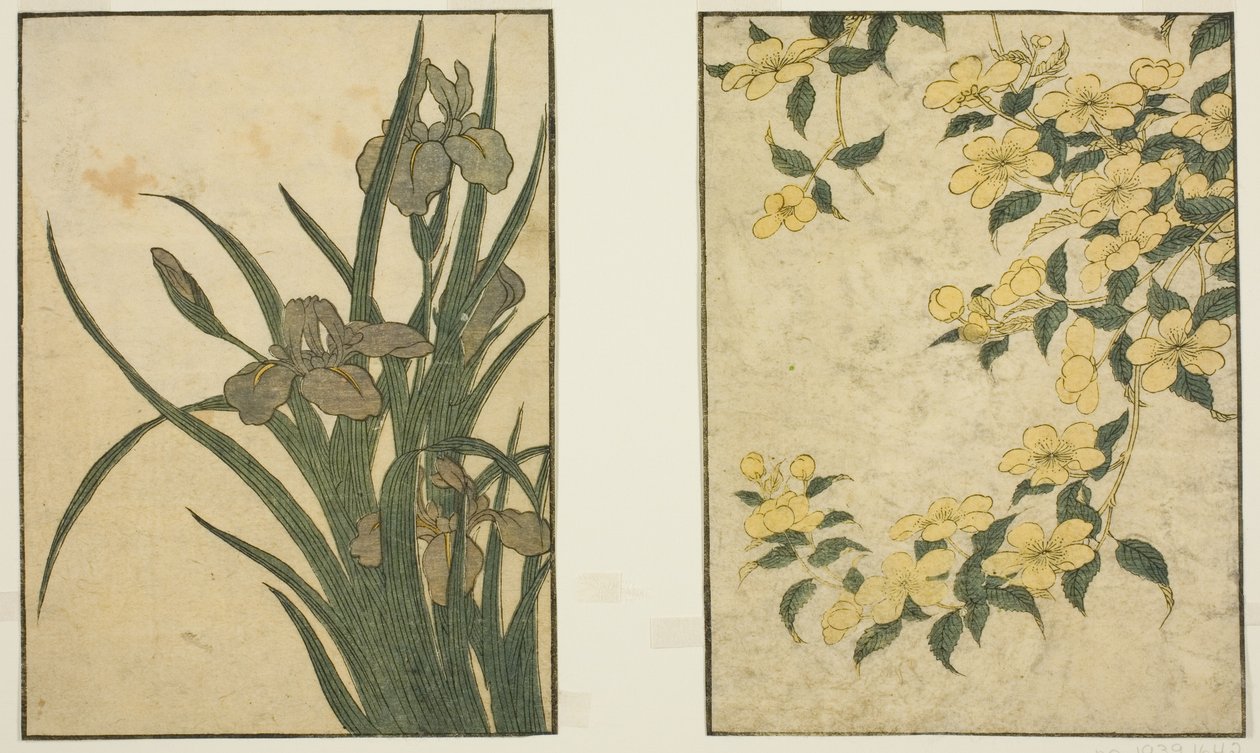 Kerria and Iris ، من الكتاب المصور "Picture Book: Flowers of the Four Seasons (Ehon shiki no hana) ،" المجلد. 1 بواسطة كيتاجاوا أوتامارو