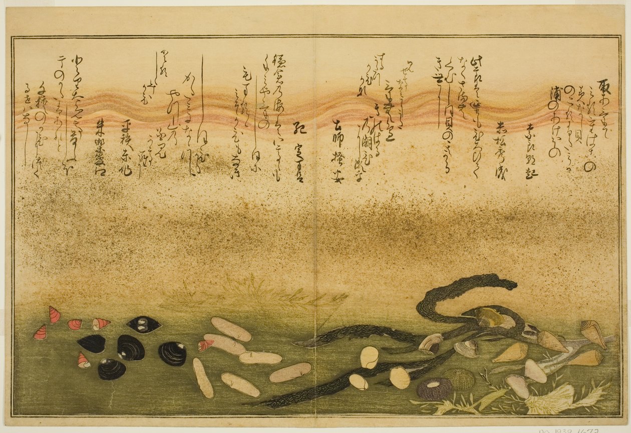 Minashi-gai و shio-gai و katatsu-gai و miso-gai و chijimi-gai و chigusa-gai ، من الكتاب المصور "هدايا من إيب تايد (Shiohi no tsuto)" بواسطة كيتاجاوا أوتامارو
