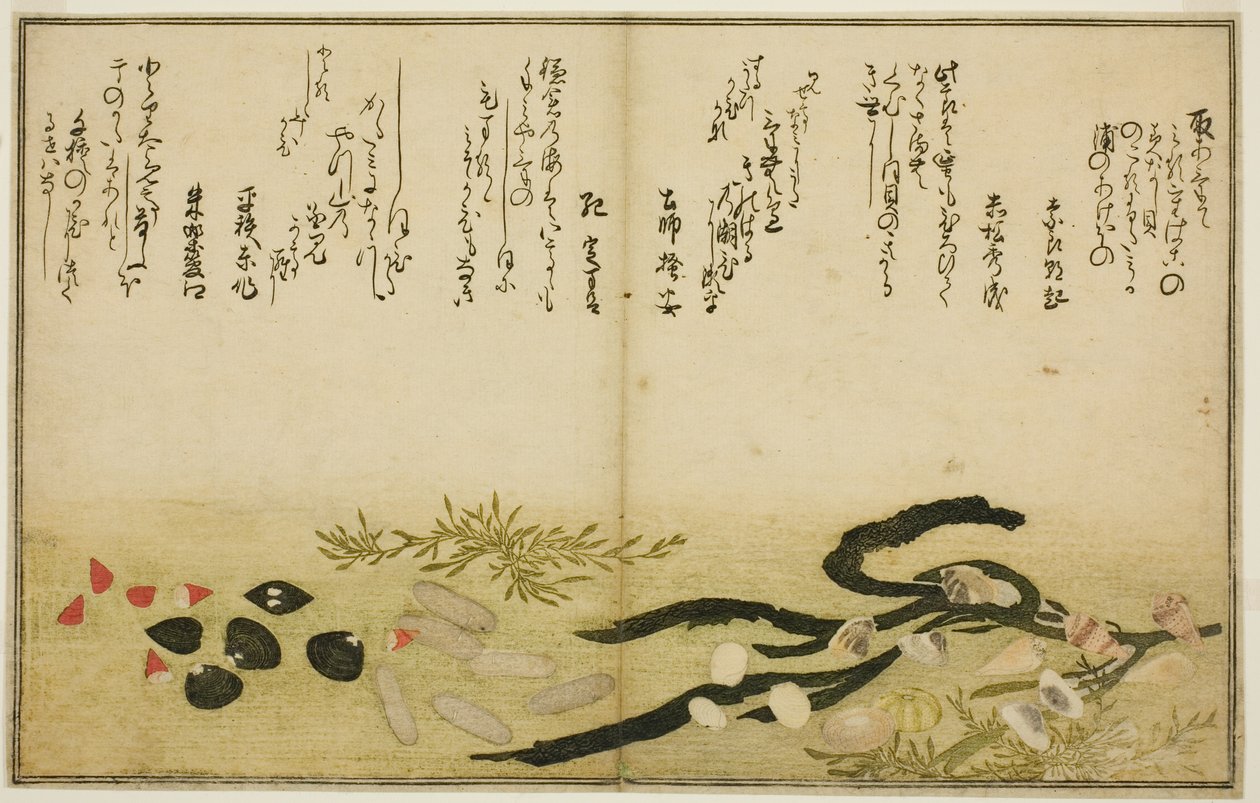 Minashi-gai و shio-gai و katatsu-gai و miso-gai و chijimi-gai و chigusa-gai ، من الكتاب المصور "هدايا من إيب تايد (Shiohi no tsuto)" بواسطة كيتاجاوا أوتامارو