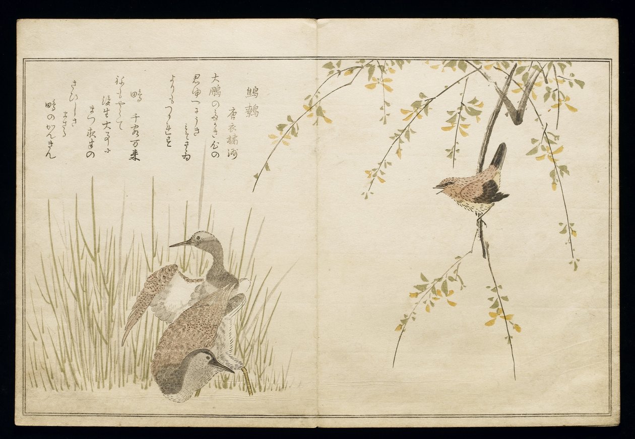 P.332-1946 Vol.1 f.5 Wren وزوج من Snipe ، من ألبوم "Birds مقارنة بأغاني روحية" ، 1791 (طبعة خشبية ملونة) بواسطة كيتاجاوا أوتامارو