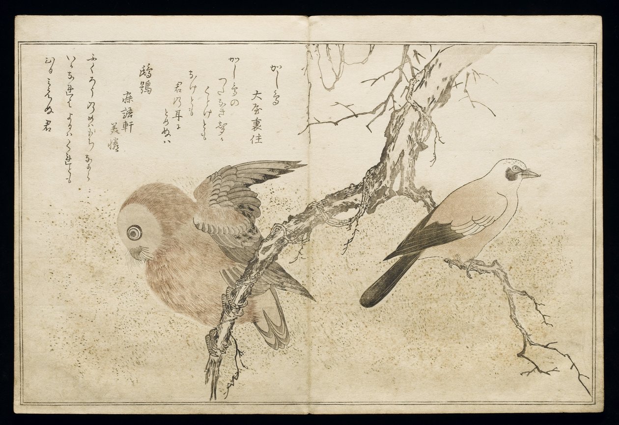 ص.332-1946 ، المجلد 1 ، ص 7 ، جاي على اليمين وبومة على اليسار ، من ألبوم "Birds مقارنة بأغاني مضحكة" ، 1791 (طباعة لوح خشبي ملون) بواسطة كيتاجاوا أوتامارو