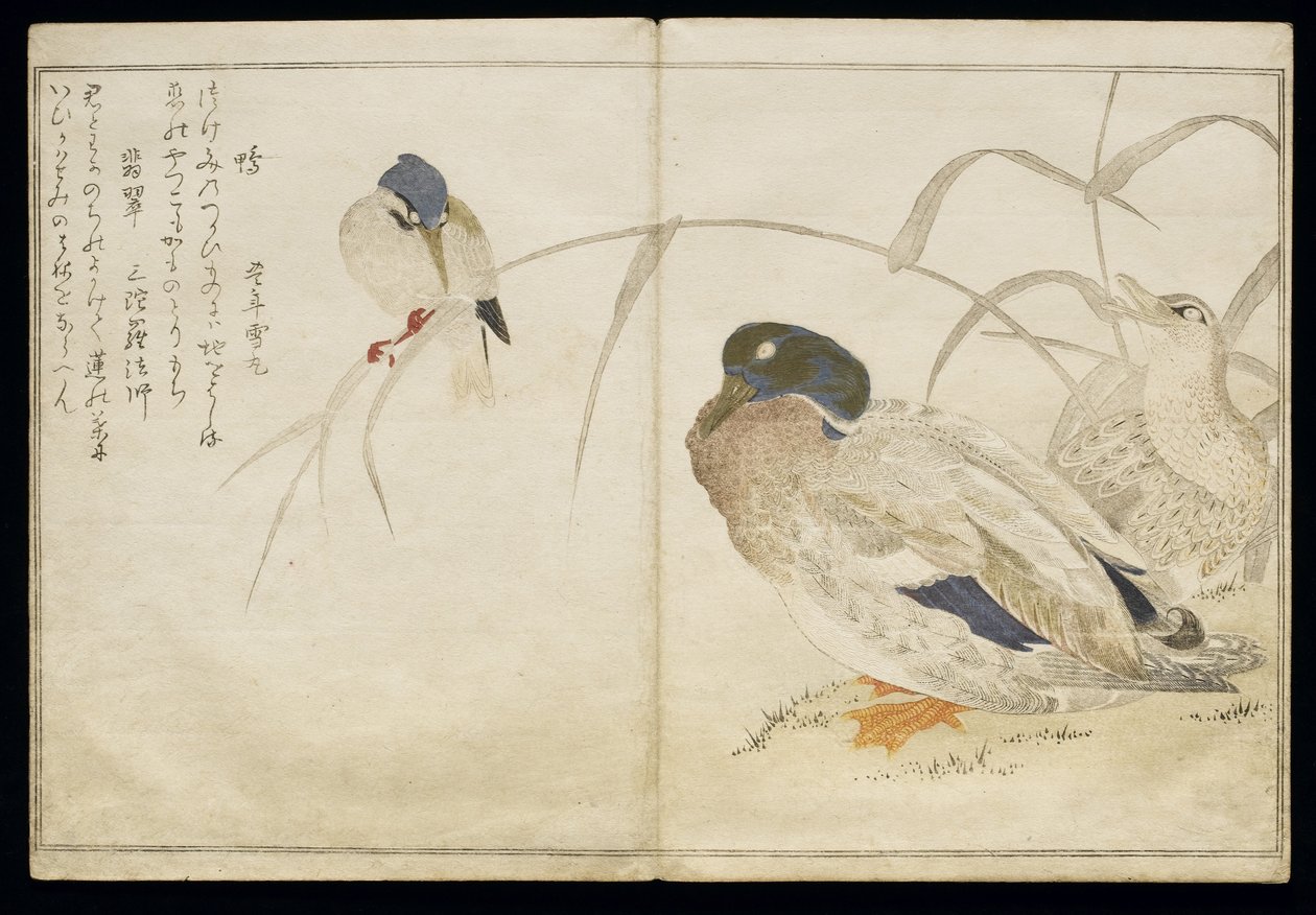 ص 322-1946 ، المجلد 2 ، f.7 بطان بريان و Kingfisher شائع ، من ألبوم "Birds مقارنة في الأغاني المرحة" ، 1791 (طبعة خشبية ملونة) بواسطة كيتاجاوا أوتامارو