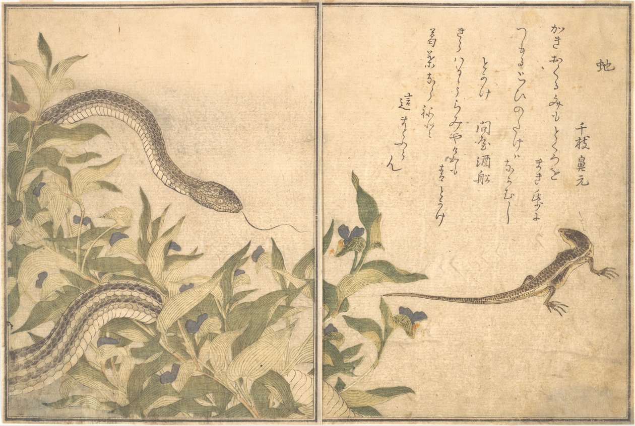 الفئران الأفعى هيبي ، السحلية أو Skink Tokage ... ، 1788. بواسطة كيتاجاوا أوتامارو