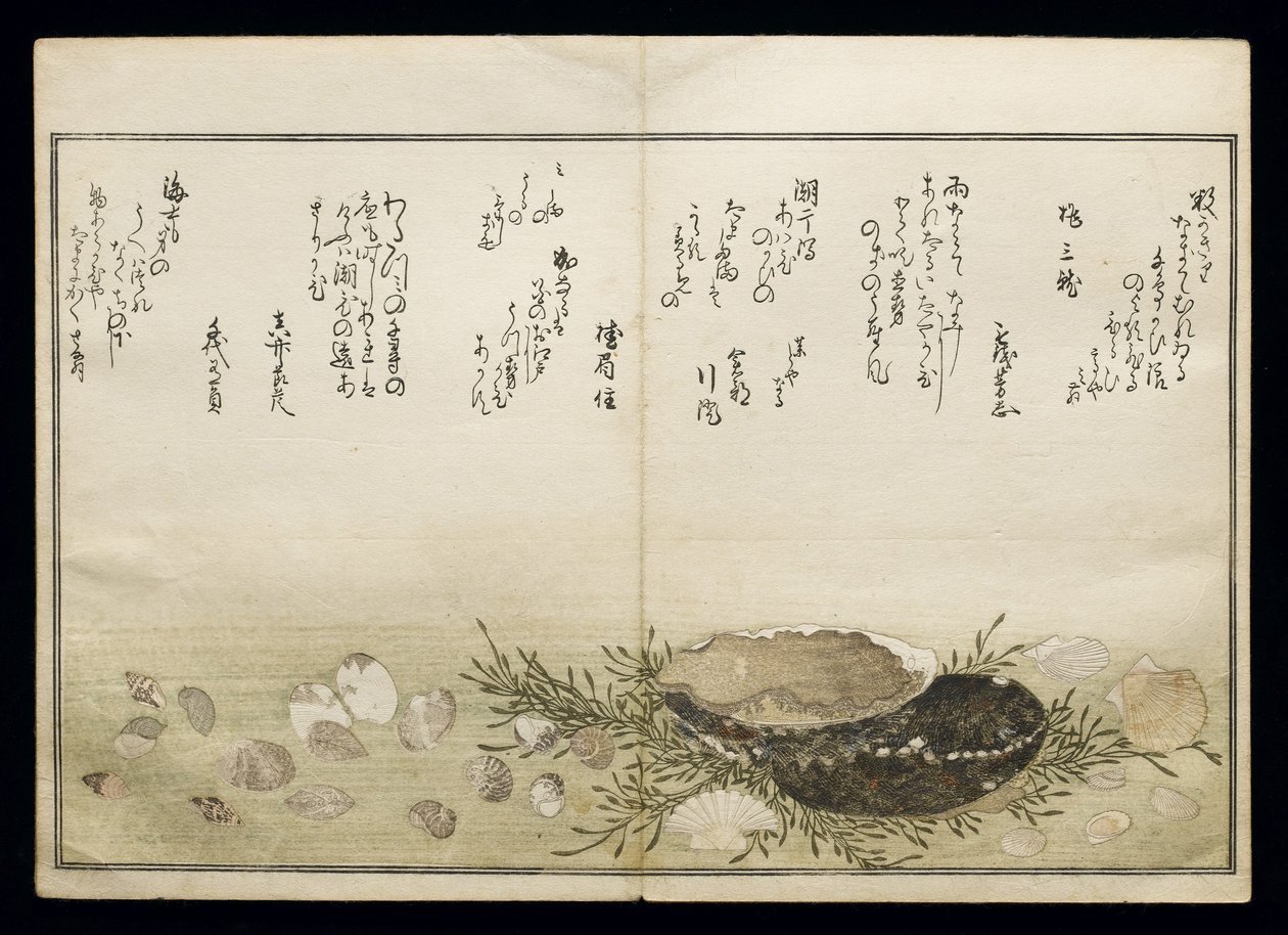 Shiohi no tsuto (هدايا من Ebb Tide) ، والمعروفة باسم Shell Book ، 1789 (طباعة لوح خشبي ملون) بواسطة كيتاجاوا أوتامارو