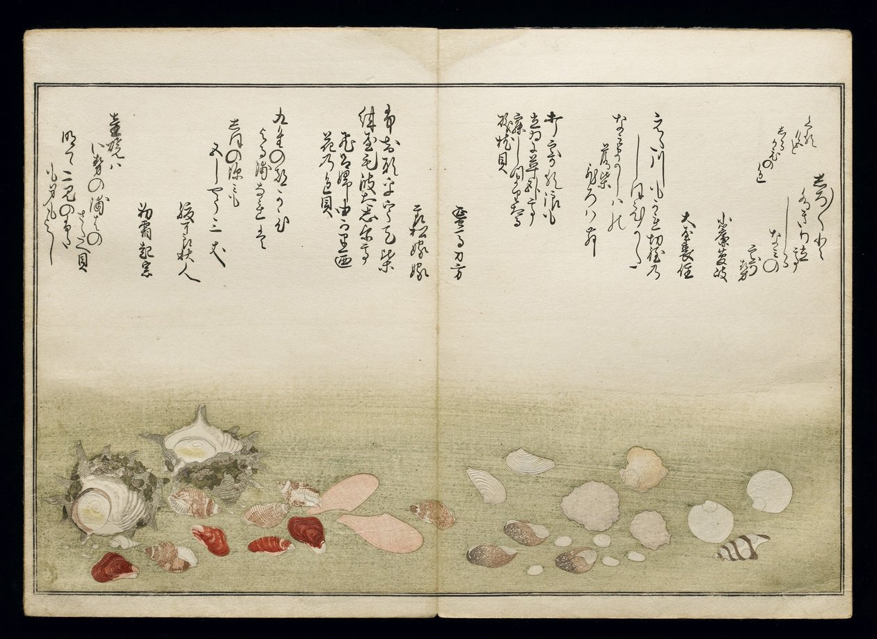 Shiohi no tsuto (هدايا من Ebb Tide) ، والمعروفة باسم Shell Book ، 1789 (طباعة لوح خشبي ملون) بواسطة كيتاجاوا أوتامارو