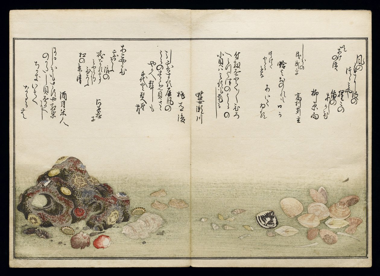 Shiohi no tsuto (هدايا من Ebb Tide) ، والمعروفة باسم Shell Book ، 1789 (طباعة لوح خشبي ملون) بواسطة كيتاجاوا أوتامارو