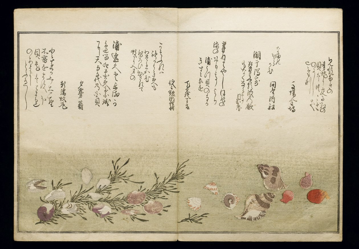 Shiohi no tsuto (هدايا من Ebb Tide) ، والمعروفة باسم Shell Book ، 1789 (طباعة لوح خشبي ملون) بواسطة كيتاجاوا أوتامارو