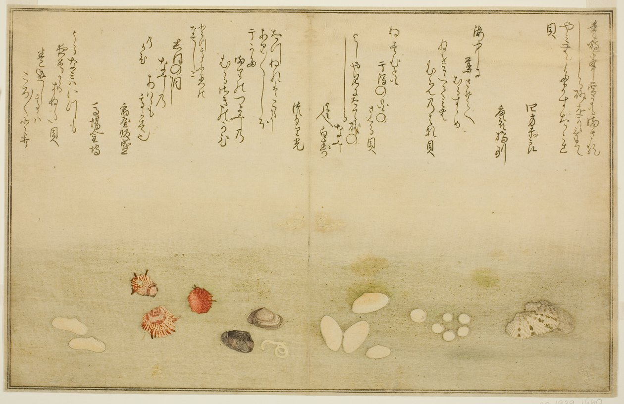 Sudare-gai و hana-gai و sakura-gai و mumeno-gai و nadeshiko-gai و kinuta-gai ، من الكتاب المصور "هدايا من إيب تايد (Shiohi no tsuto)" بواسطة كيتاجاوا أوتامارو