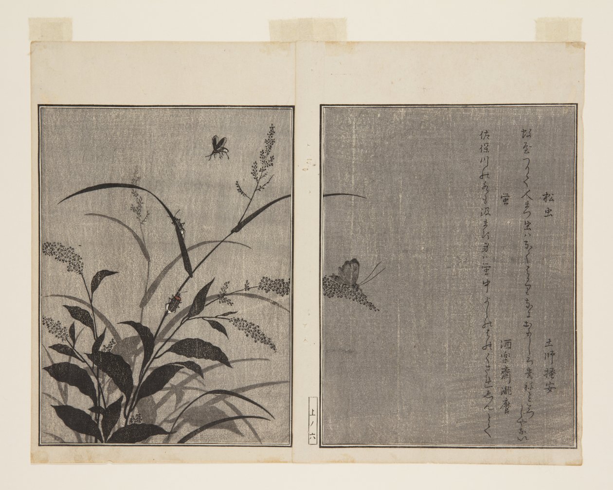 Tree Cricket (Matsumushi) and Firefly (Hotaru) (colour woodblock print) بواسطة كيتاجاوا أوتامارو