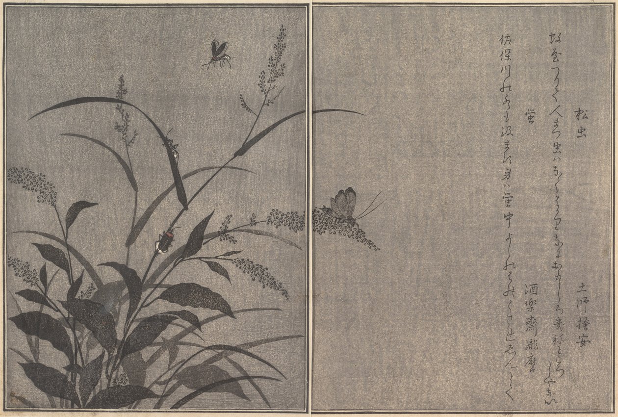 شجرة الكريكيت ماتسوموشي ، Firefly Hotaru ... 1788. بواسطة كيتاجاوا أوتامارو