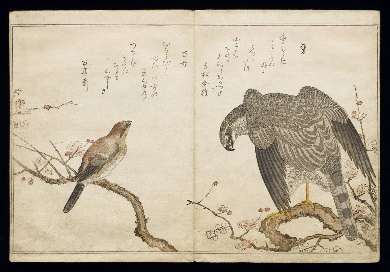 Vol.2 f.1 فالكون على اليمين ، صرد برأس ثور على اليسار ، من ألبوم "Birds مقارنة في الأغاني المرحة" ، 1791 (طباعة لوح خشبي ملون) بواسطة كيتاجاوا أوتامارو