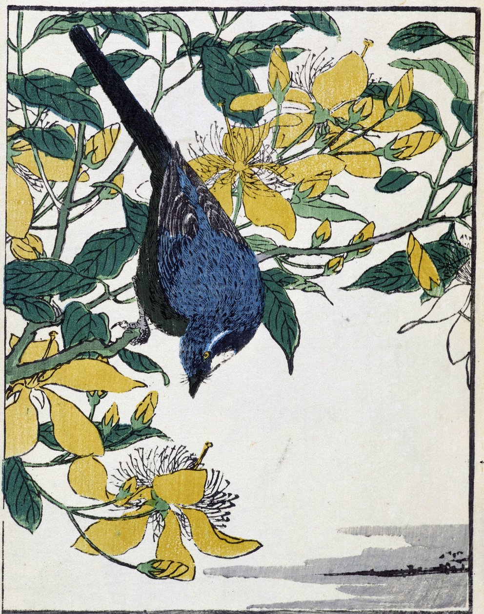 طائر على شجرة. الرسم الياباني كيتاو كوسيساي بواسطة Kitao Shigemasa