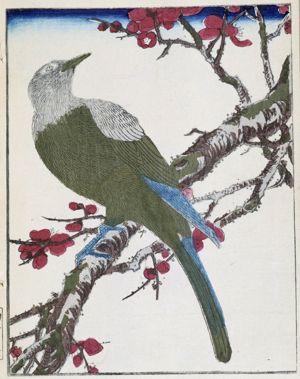 Bird on a tree. Japanese drawing by Kitao Kosuisai بواسطة Kitao Shigemasa