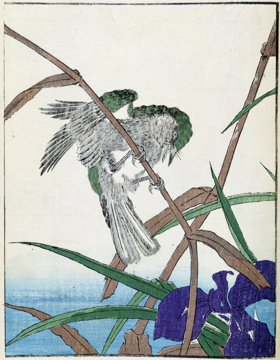 طائر على شجرة. الرسم الياباني كيتاو كوسيساي بواسطة Kitao Shigemasa