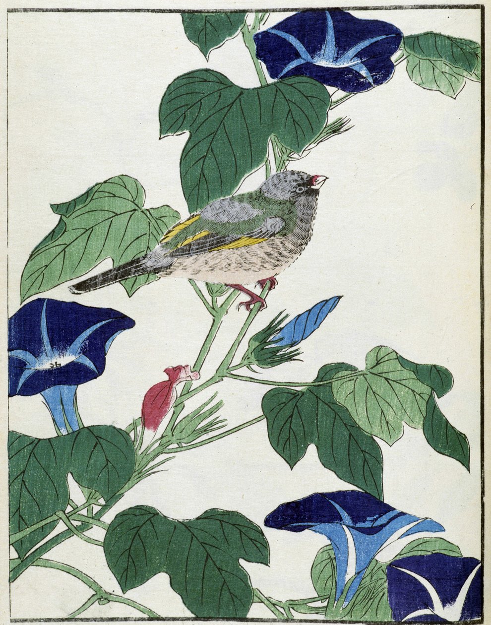 طائر على شجرة. الرسم الياباني كيتاو كوسيساي بواسطة Kitao Shigemasa