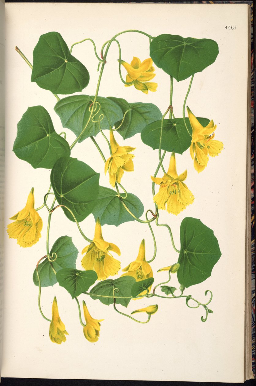 البندول Tropaeolum بواسطة Klotzsch