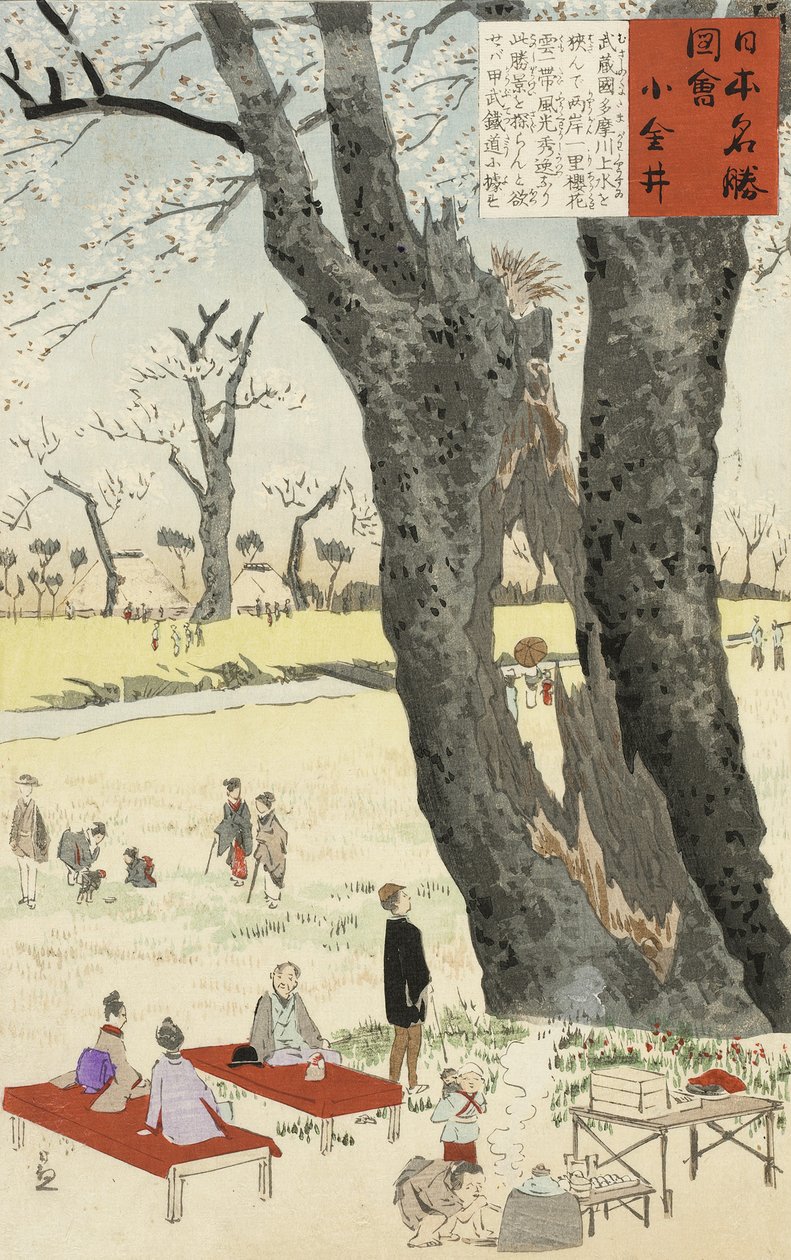 كوجاني ، أزهار الكرز من اسكتشات لأماكن مشهورة في اليابان ، 1896 (طبعة خشبية ملونة) بواسطة كوباياشي كيوتشيكا