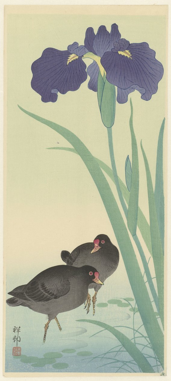 Moorhens an Irises (نقش خشبي ملون) بواسطة اوهارا كوسون