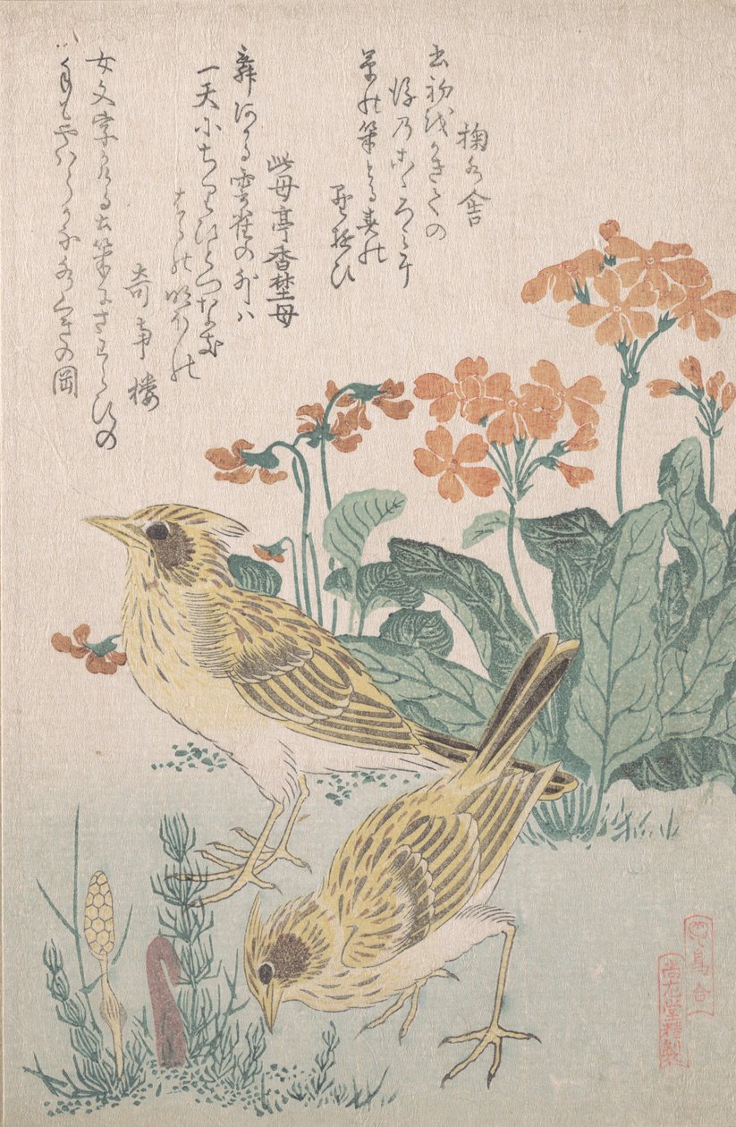 Skylarks و Primroses ... ، كاليفورنيا. 1805-10. بواسطة كوبو شونمان