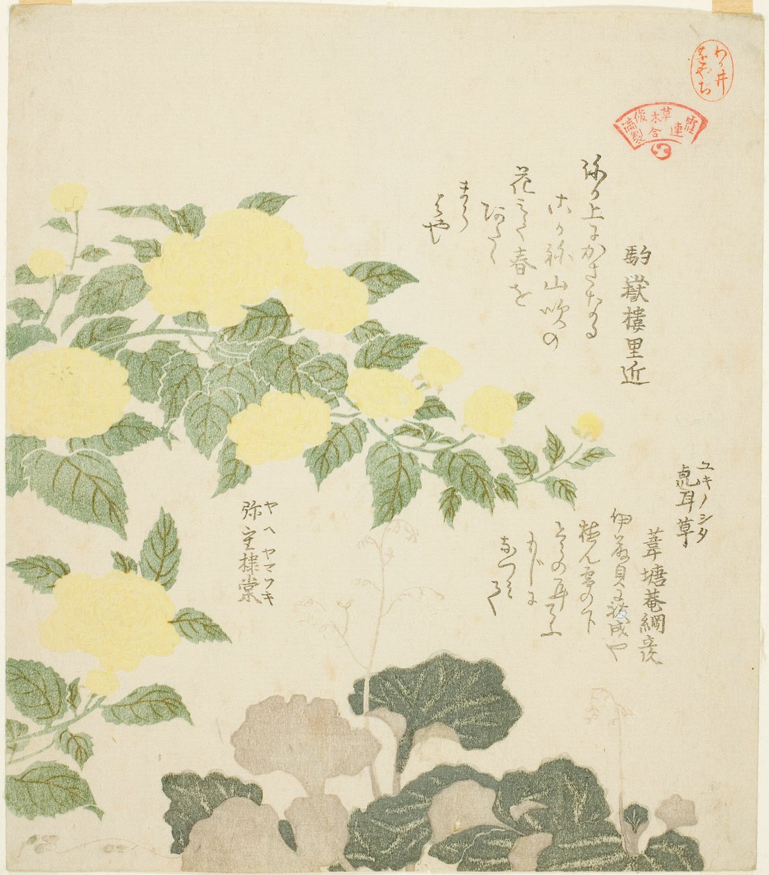 الورود الصفراء (Yae yamabuki) و Creeping Saxifrages (Yukinoshita) ، من سلسلة "Collection of Plants for the Kasumi Poetry Circle (Kasumi-ren somoku awase)" بواسطة كوبو شونمان