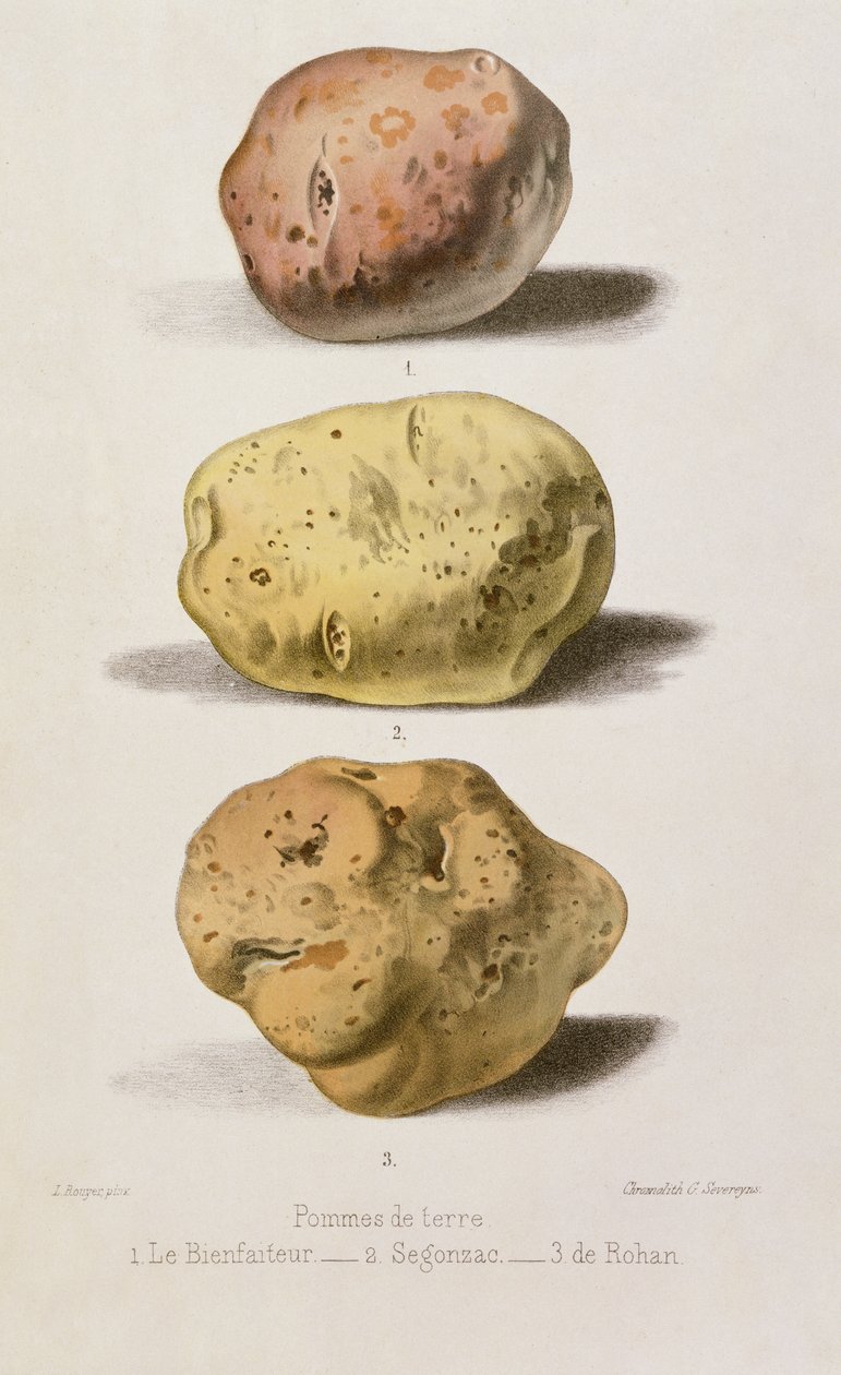 صفيحة نباتية بثلاثة أصناف مختلفة من البطاطس ، محفورة بواسطة G. Severeyns (chromolitho) بواسطة روير
