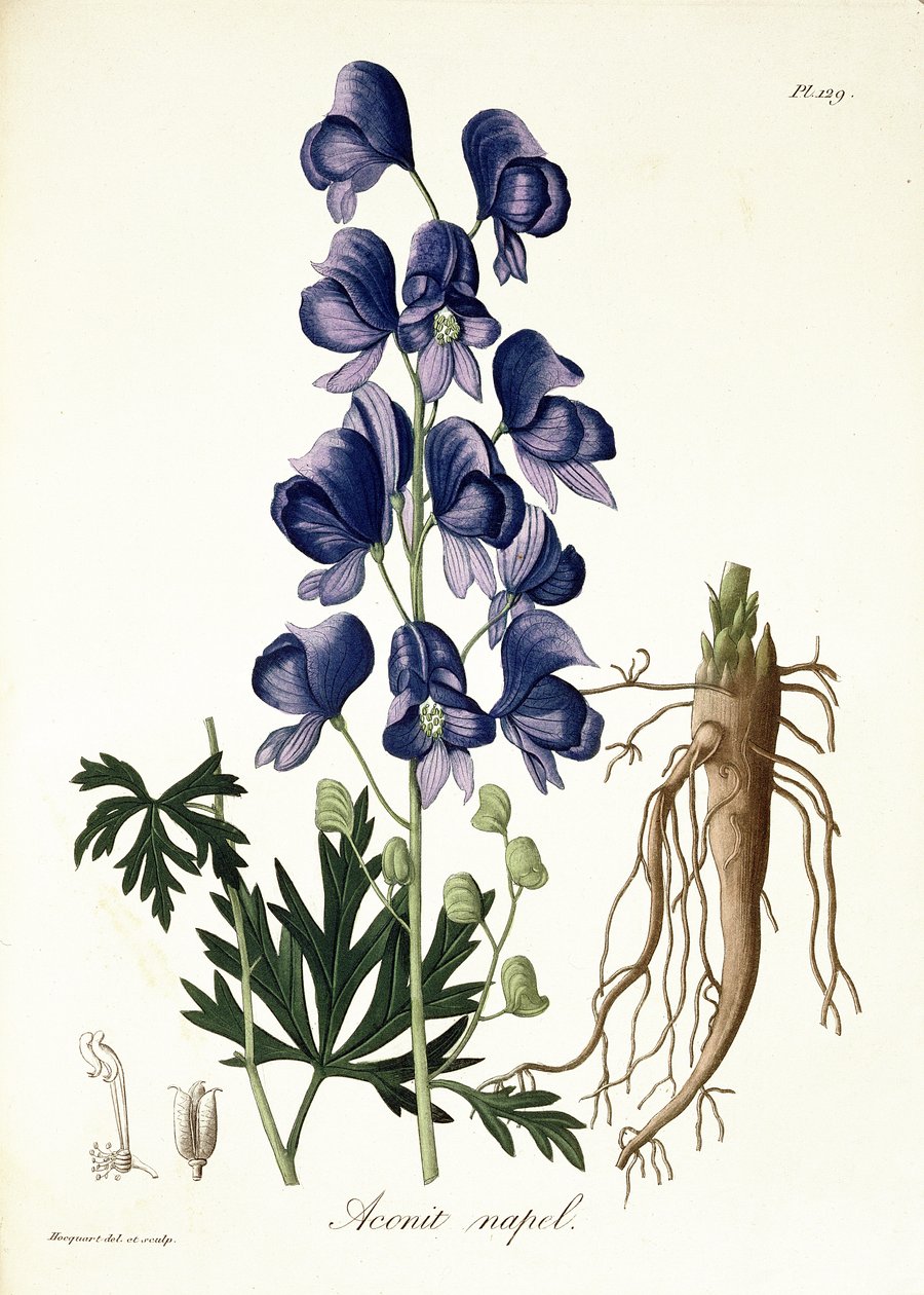 Aconitum Napellus من "Phytographie Medicale" لجوزيف روكيس (1772-1850) ، نشر في عام 1821 بواسطة LFJ Hoquart