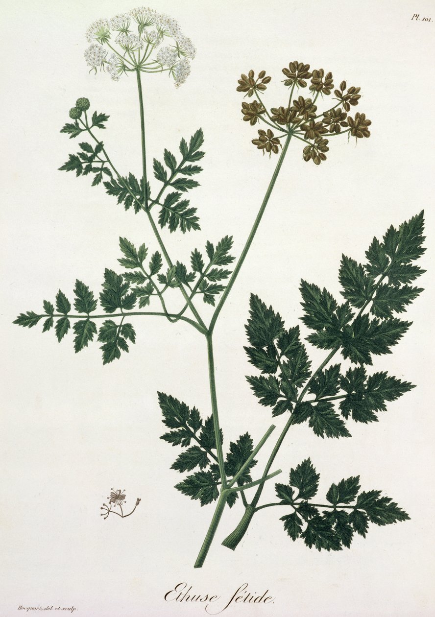 Aethusa Cynapium من "Phytographie Medicale" لجوزيف روكيس (1772-1850) ، نشر في عام 1821 بواسطة LFJ Hoquart
