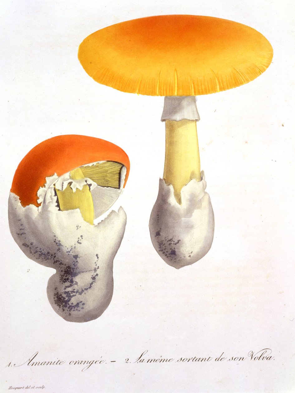 أمانيتا قيصرية من "Phytographie Medicale" لجوزيف روكيس (1772-1850) ، نُشر عام 1821 بواسطة LFJ Hoquart