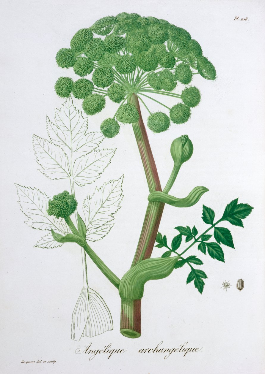 أنجليكا آركانجيليكا جاردن أنجليكا ، 1821 بواسطة LFJ Hoquart