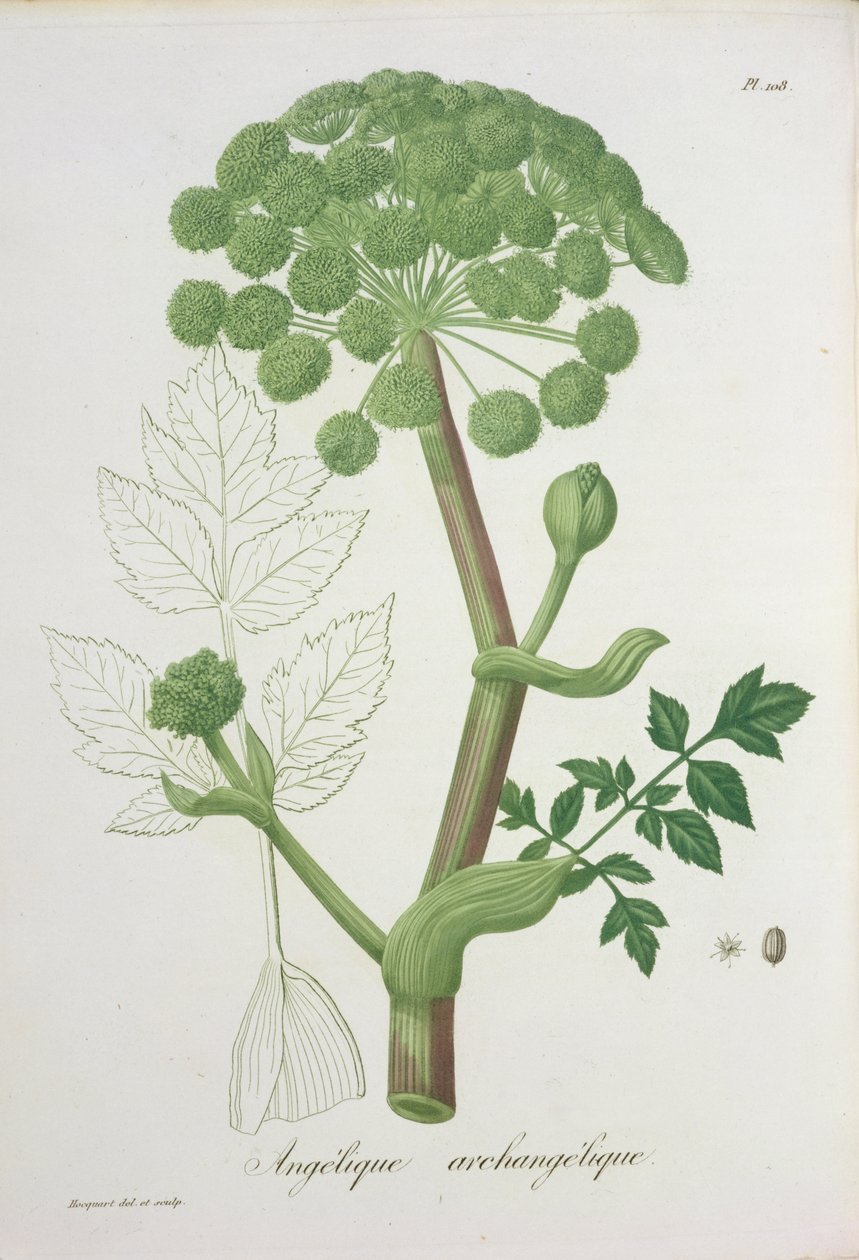 Angelica Archangelica من "Phytographie Medicale" لجوزيف روكيس (1772-1850) ، نُشر عام 1821 بواسطة LFJ Hoquart