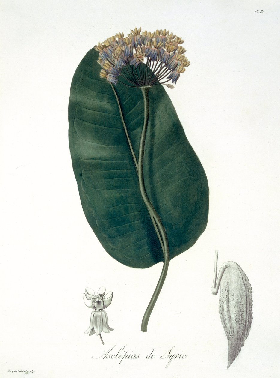 Asclepias Syriaca من "Phytographie Medicale" لجوزيف روكيس (1772-1850) ، نشر في عام 1821 بواسطة LFJ Hoquart